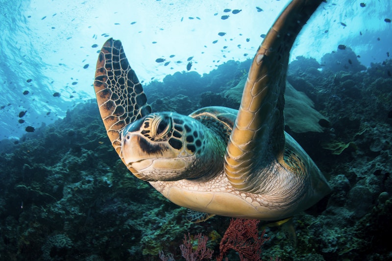 A green sea turtle, Chelonia mydas, glides against the current at the reef edge of Bunaken Island, Bunaken National Marine Park, Sulawesi, Indonesia.