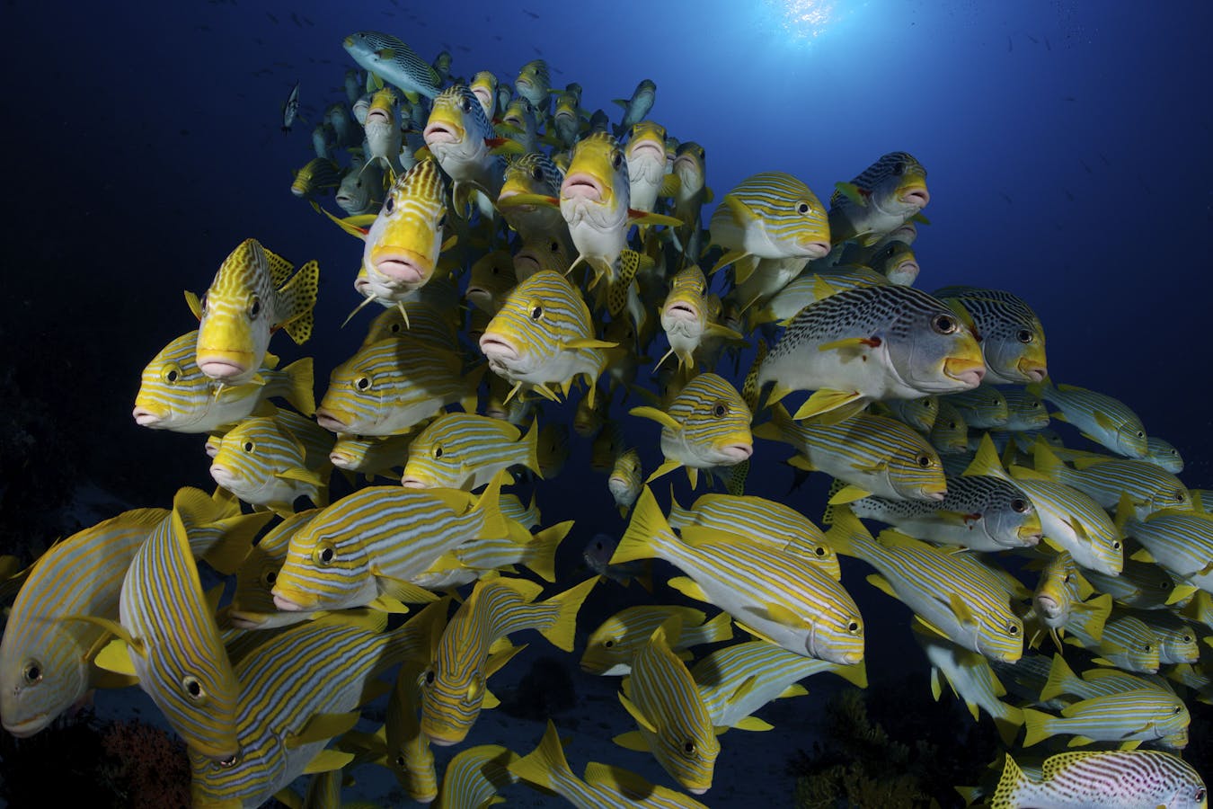 A school of diagonal banded and yellow ribbon sweetlips. Populations of commercially important fish species like these have been increasing in Bird's Head.