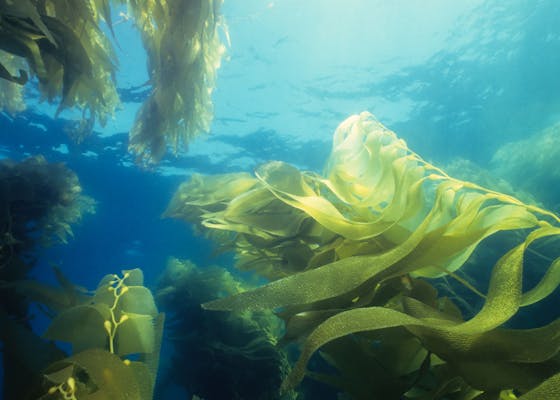 Giant Green Kelp Forest, Catalina Island.