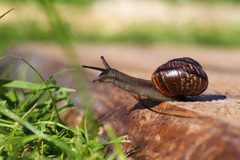 Closeup view of a snail sitting on wooden plank