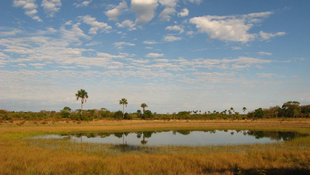 Lake and palm swamps on the upper Peruaçu River in northern Minas Gerais, Brazil.