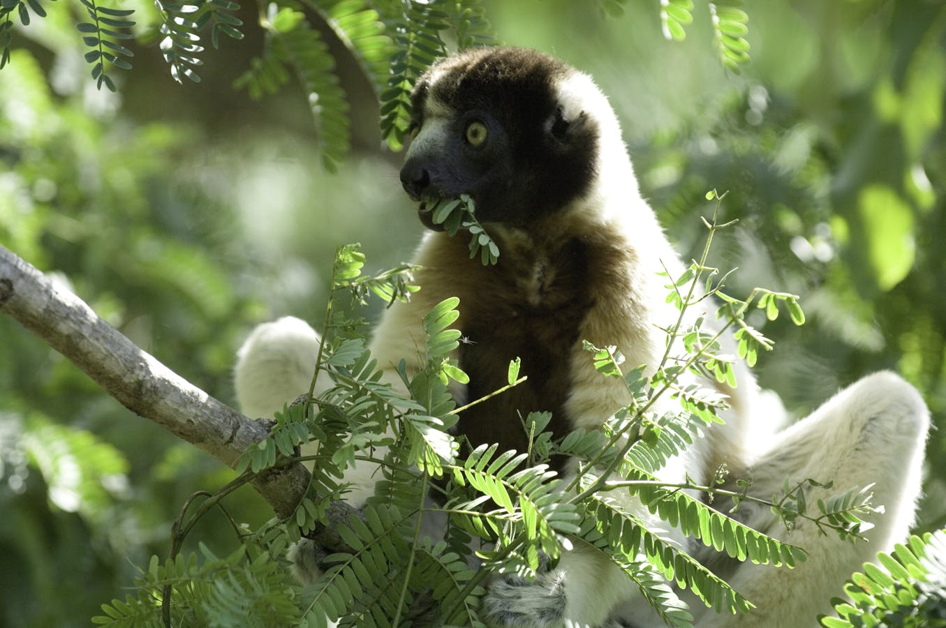 Crowned Sifaka (Propithecus coronatus)              