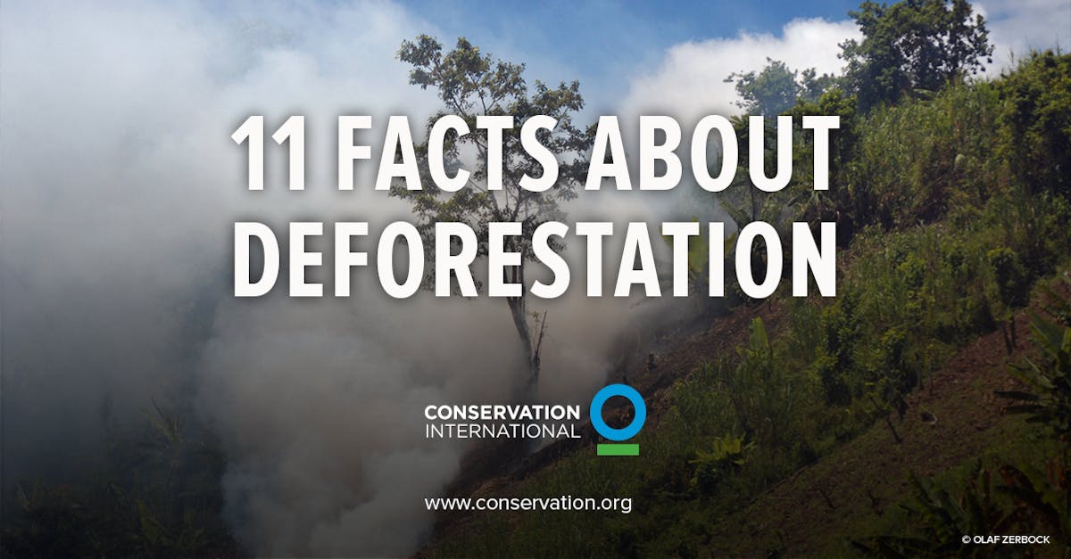 50 Facts About Deforestation You Must Know 