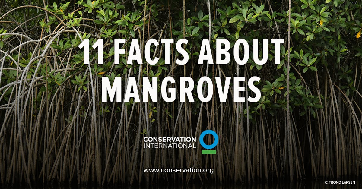 Mangroves 11 Facts You Need To Know