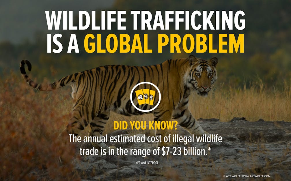 Share the Facts About Wildlife Trafficking