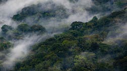 Clouds rise through Bwindi Impenetrable National Park, Uganda
