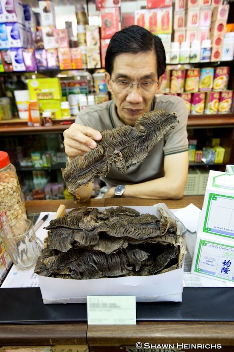 Chinese medicine shop owner in Singapore examines a manta ray gill.