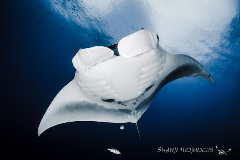 Turning the tide on manta slaughter: A story in pictures