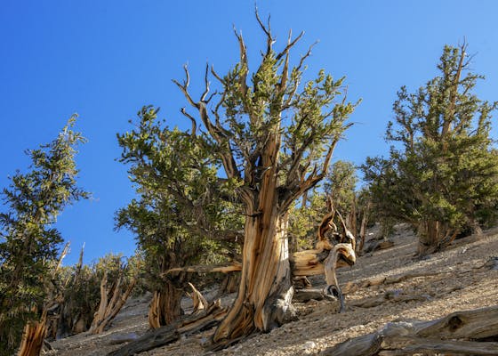The world's oldest trees, Bristlecone Pines, in the Inyo National Forest, California. The trees range from 4,000 to 5,000 years old.