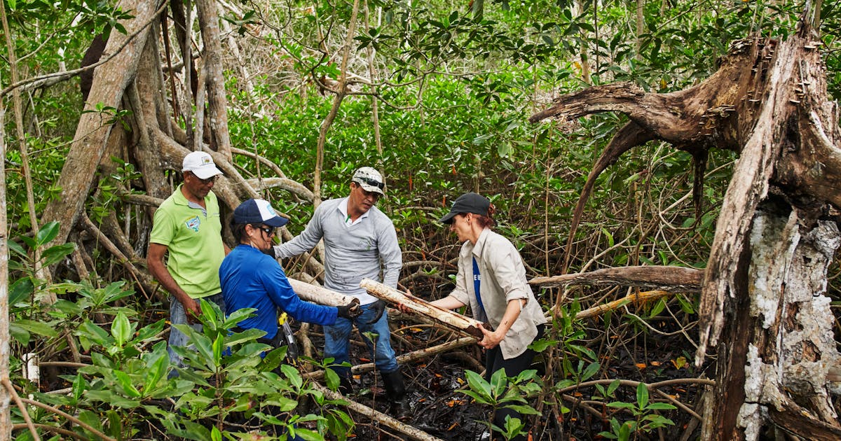 Di Kolombia, cara baru untuk melindungi hutan bakau berakar