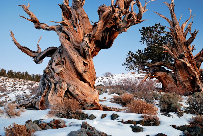 Methuselah: Still the world's oldest tree?