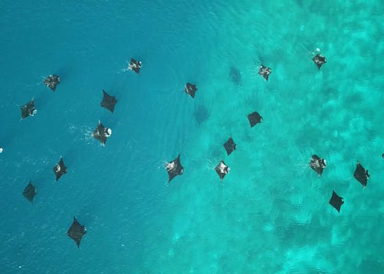 Reef manta rays feeding in Dampier Strait, Raja Ampat