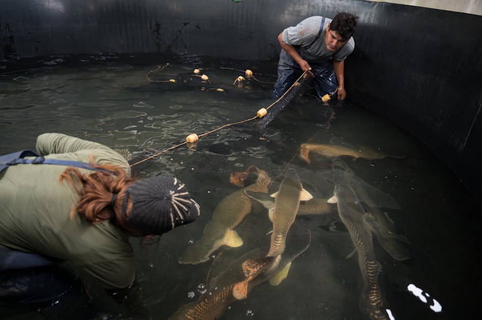 कैसे अमेज़ॅन में एक पारिवारिक फ़ार्म दुनिया के सर्वोत्तम मेनू पर आ गया