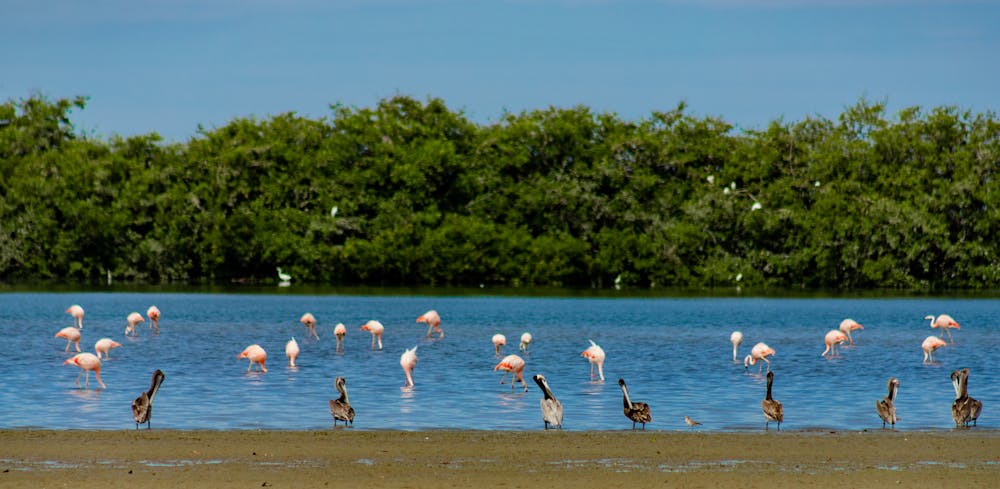 /images/default-source/non-vault-images/manglares-san-pedro---turistico-ii-7878