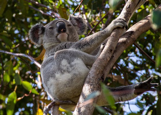 MaxPixel-net-Australia-Queensland-Marsupial-Koala-Wild-Bear-4275187