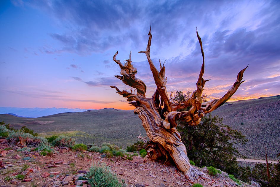 The world's oldest tree is facing competition: 3 stories you may have missed