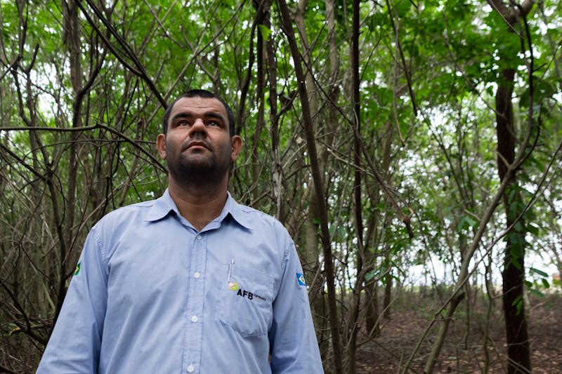 No Matagal De Uma Floresta Densa. Fundo Das Árvores Da Floresta