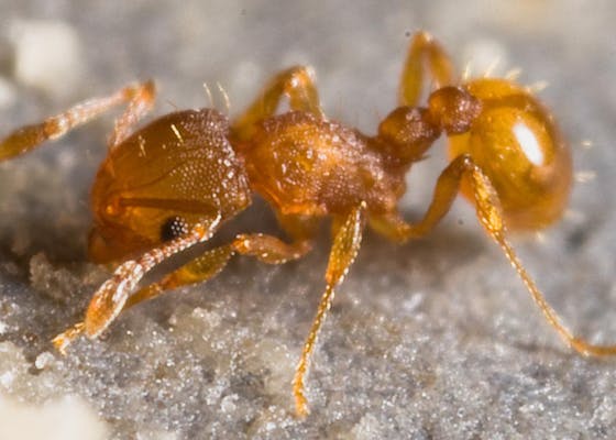 Little fire ant