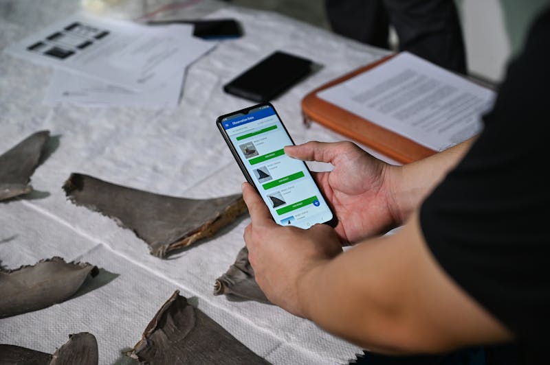 New app aims to take a bite out of illegal shark fin trade