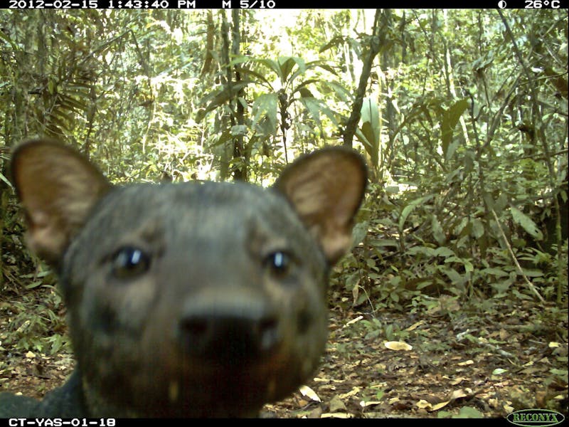A camera trap captures an image of the elusive short-eared dog, Yasuní National Park, Ecuador.