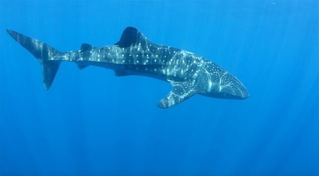 Whale shark #144884 “Blue Bandit”