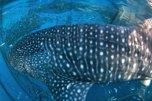 Whale shark #153665 “Moby”