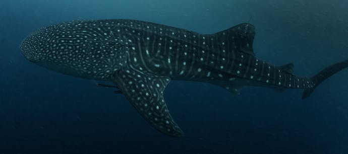 Whale shark #158694 “Ellula”