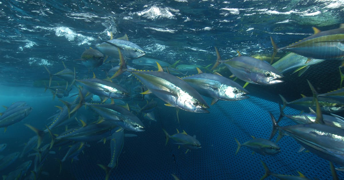 Pergeseran populasi tuna dapat memicu ‘masalah keadilan iklim’: studi