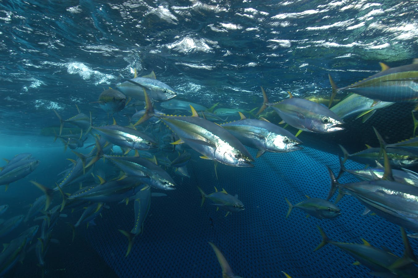 https://ciorg.imgix.net/images/default-source/non-vault-images/yellowfin-tuna-photo-marc-taquet?&auto=compress&auto=format&fit=crop&w=1440&h=900