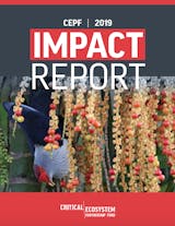 https://ciorg.imgix.net/images/default-source/publication-preview-images/cepf_impact_report_2019?&auto=compress&auto=format&fit=crop