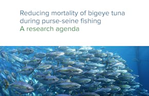 https://ciorg.imgix.net/images/default-source/publication-preview-images/reducing-the-fishing-mortality-of-bigeye-tuna-during-purse-seine-fishing?&auto=compress&auto=format&fit=crop&w=290&h=215