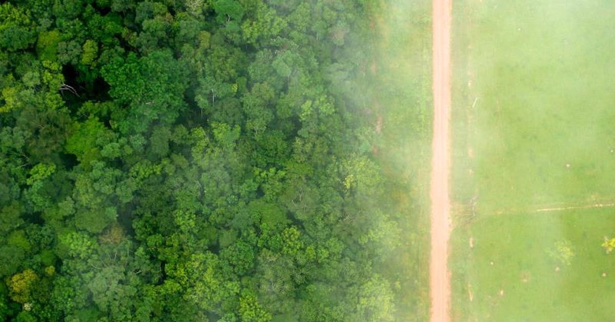 3 hal yang kita ketahui tentang kebakaran Amazon