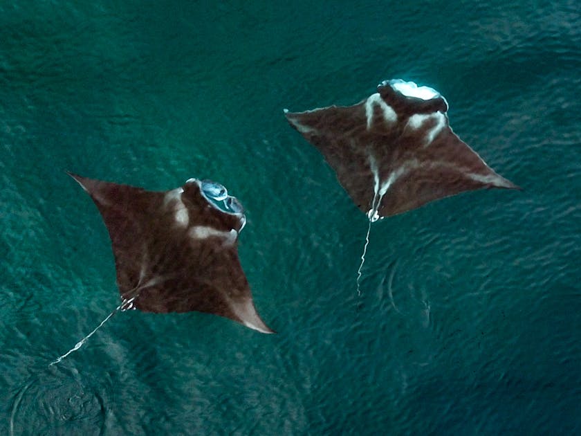 Largest known manta ray population is thriving off the coast of Ecuador,  new research shows