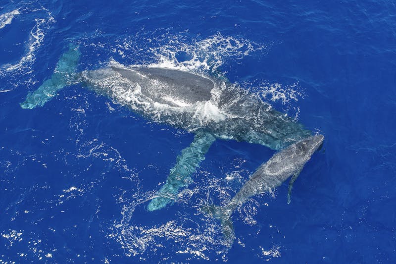 Niue Humpback Whale Research 2018