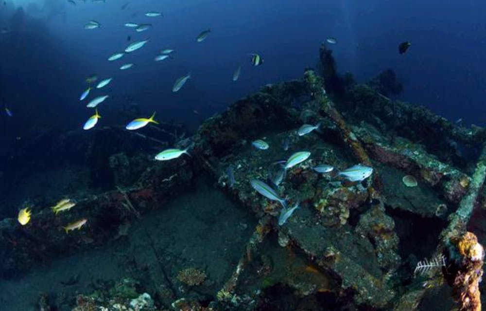 /images/default-source/temp/fish_deepsea_shipwreck.png?sfvrsn=180bfb1_5