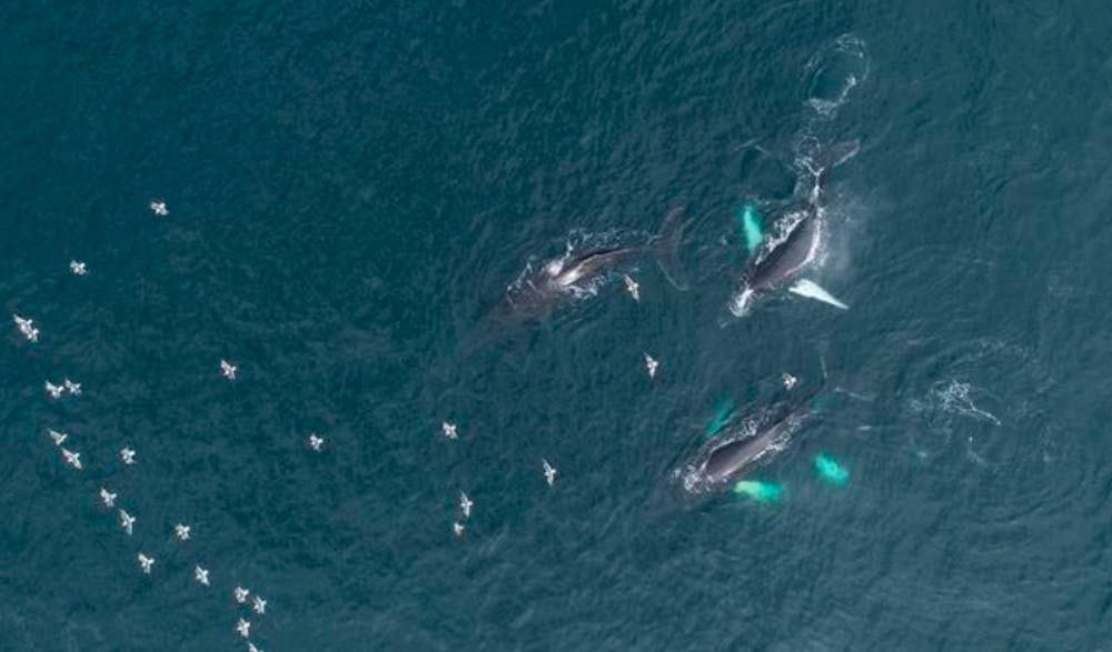 /images/default-source/temp/humpbackwhales.png?sfvrsn=a2478c44_5