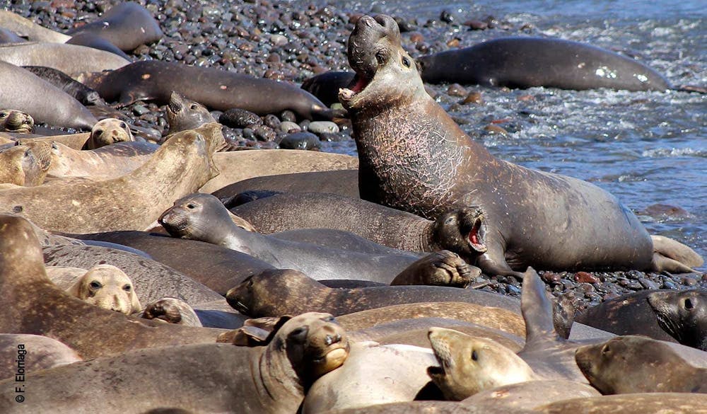 /images/default-source/temp/northern-elephant-seal_isla-guadalupe1_by-fernando-elorriaga-copy.jpeg?sfvrsn=48a50ade_3