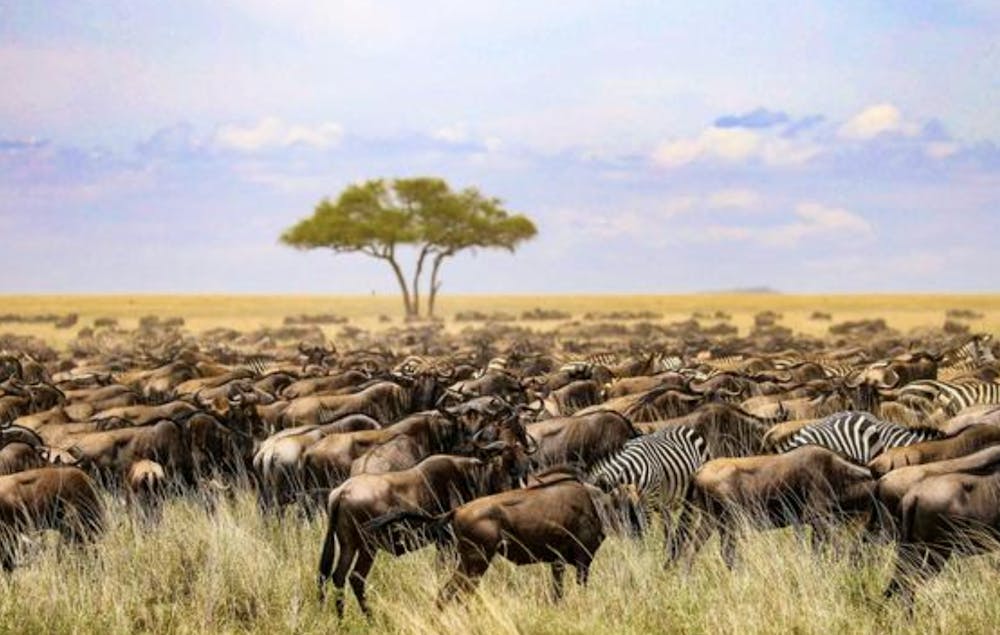 /images/default-source/temp/wildebeest_herd.png?sfvrsn=27578512_7