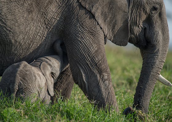 A baby elephant with its mother, Maasai Mara National Reserve, Kenya.